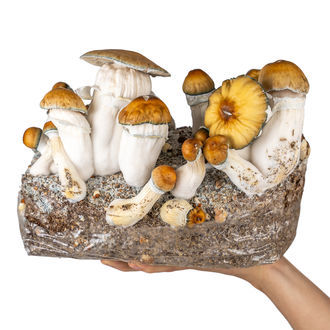 Ready-2-Grow Bag 'Hillbilly Pumpkin' Zamnesia