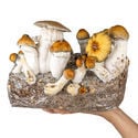 Ready-2-Grow Bag 'Hillbilly Pumpkin' Zamnesia