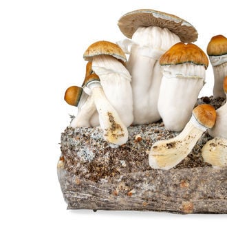 Ready-2-Grow Bag 'Hillbilly Pumpkin' Zamnesia