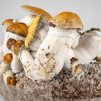 Ready-2-Grow Bag 'Hillbilly Pumpkin' Zamnesia