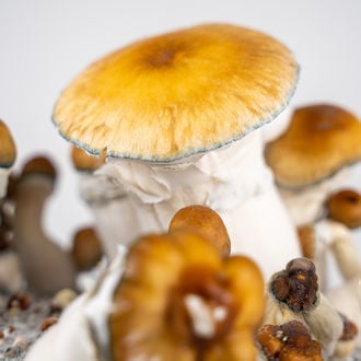 Ready-2-Grow Bag 'Hillbilly Pumpkin' Zamnesia