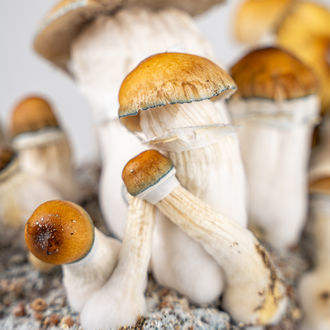 Ready-2-Grow Bag 'Hillbilly Pumpkin' Zamnesia