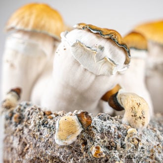 Ready-2-Grow Bag 'Hillbilly Pumpkin' Zamnesia