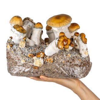 Ready-2-Grow Bag 'Hillbilly Pumpkin' Zamnesia