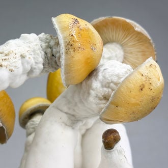 Ready-2-Grow Bag 'MVP' Zamnesia