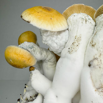 Ready-2-Grow Bag 'MVP' Zamnesia