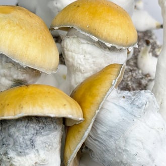 Ready-2-Grow Bag 'MVP' Zamnesia