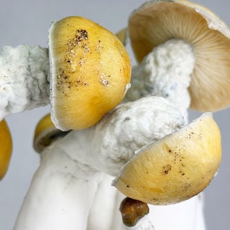 Ready-2-Grow Bag 'MVP' Zamnesia