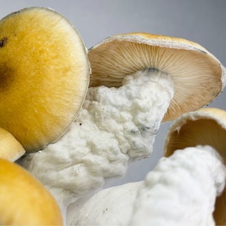 Ready-2-Grow Bag 'MVP' Zamnesia