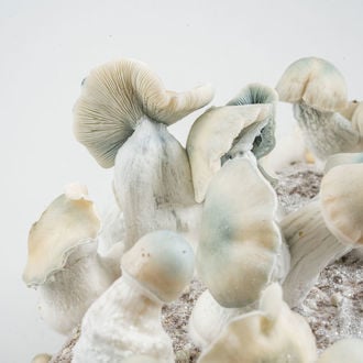 Ready-2-Grow Bag 'Jack Rabbit' Zamnesia