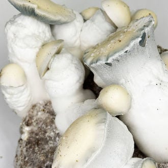 Ready-2-Grow Bag 'Jack Rabbit' Zamnesia