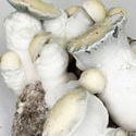 Ready-2-Grow Bag 'Jack Rabbit' Zamnesia