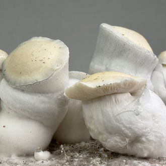 Ready-2-Grow Bag 'Jack Rabbit' Zamnesia