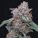 SherBacio OG Auto (Pure Instinto) féminisée