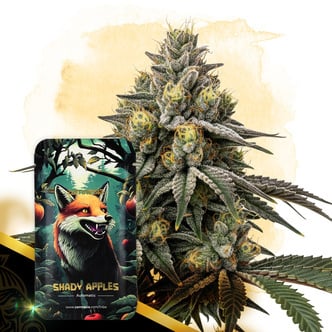 Shady Apples Automatic (Zamnesia Seeds) féminisée