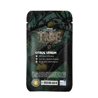 Citrus Venom Auto (Zamnesia Seeds) féminisée