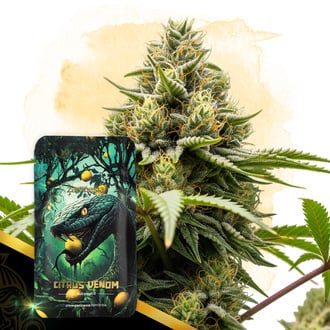 Citrus Venom Automatic (Zamnesia Seeds) féminisée