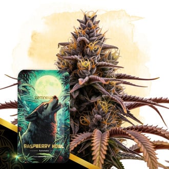 Raspberry Howl Auto (Zamnesia Seeds) féminisée