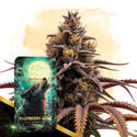 Raspberry Howl Auto (Zamnesia Seeds) féminisée