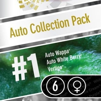 Auto Collection Pack 1 (Paradise Seeds) féminisée