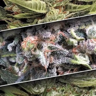 Auto Collection Pack 1 (Paradise Seeds) féminisée