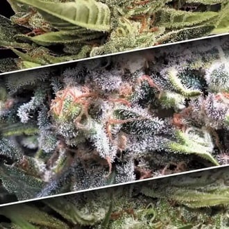 Auto Collection Pack 1 (Paradise Seeds) féminisée