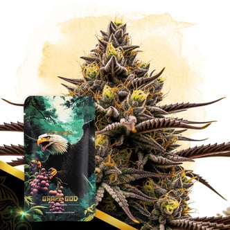 Grape God Automatic (Zamnesia Seeds) féminisée