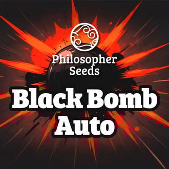 Black Bomb Auto (Philosopher Seeds) féminisée