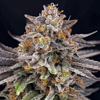 CandyGaz (Ripper Seeds) féminisée