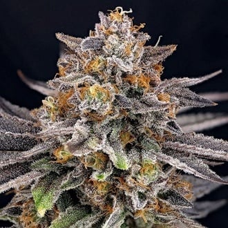 CandyGaz (Ripper Seeds) féminisée