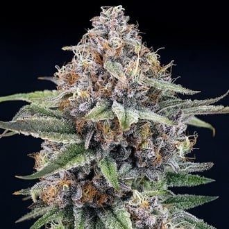 EyeBallz (Ripper Seeds) féminisée