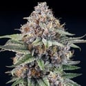 EyeBallz (Ripper Seeds) féminisée