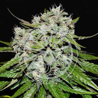 Neville's Rose Auto (Delicious Seeds) feminized
