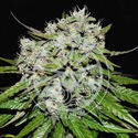 Neville’s Rose Auto (Delicious Seeds) féminisée