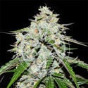 Space Cookies Auto (Delicious Seeds) féminisée