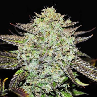 Purple Mango Kush (Delicious Seeds) féminisée