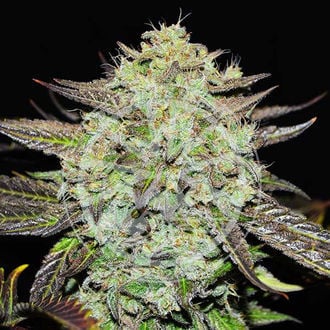 Purple Mango Kush (Delicious Seeds) féminisée