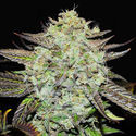 Purple Mango Kush (Delicious Seeds) féminisée