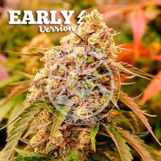Sunday Punch Early Version (Delicious Seeds) feminized