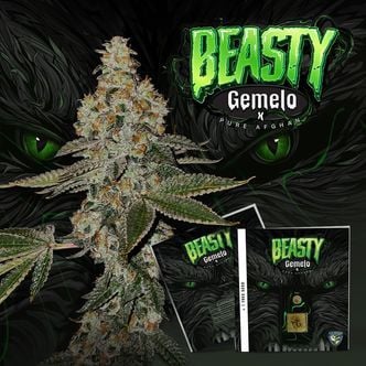 Beasty (T.H.Seeds) feminized