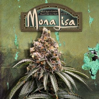 Mona Lisa (T.H.Seeds) feminized