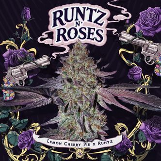 Runtz 'N Roses (T.H.Seeds) feminized