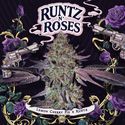 Runtz ‘N Roses (T.H.Seeds) féminisée