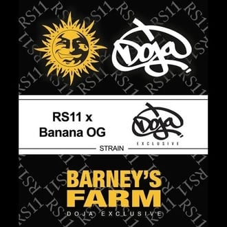 RS11 x Banana OG (Barney's Farm) féminisée
