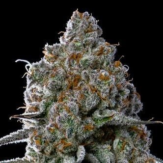 Fryday Boof (Anesia Seeds) féminisée