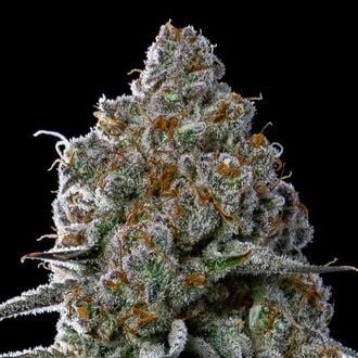 Fryday Boof (Anesia Seeds) féminisée