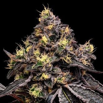 Glowberry Rush (Anesia Seeds) féminisée