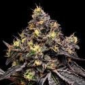 Glowberry Rush (Anesia Seeds) féminisée