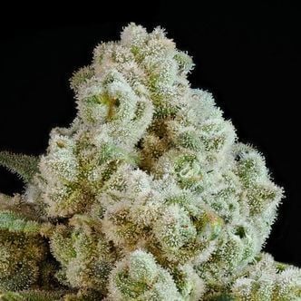 Privileged Baddie (Anesia Seeds) féminisée