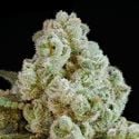 Privileged Baddie (Anesia Seeds) féminisée